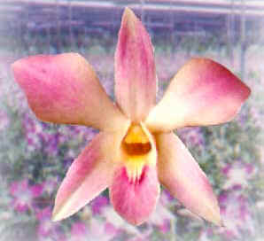 Cross Breeding Flowers http://www.hellosiam.com/html/Bangkok/Bangkok 